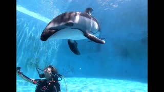 diving with dolphins