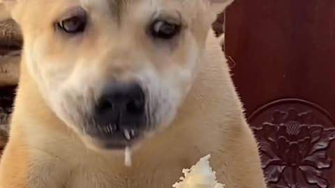 Cute dog eating