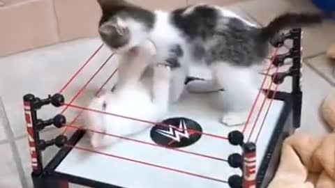 Two cats fight each other in WWE ring 😹😹