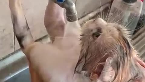 Cats Bathe Themselves __ ViralHog