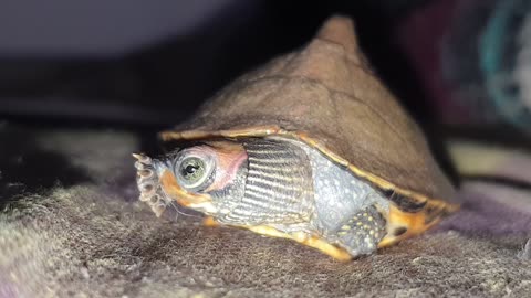 Beautiful little tortoise