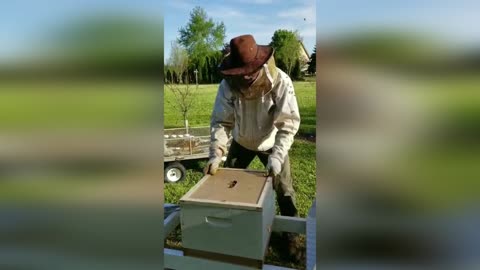 Installing A Bee Package #1