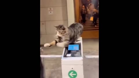 Cat got the job of Security Officer AT Subway😎😎
