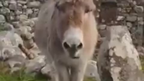 Donkey sound