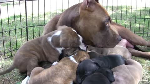 Pitbull Snaps and Growl at her Pups