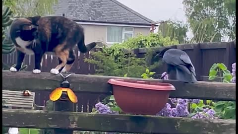 Wild Crow Attempts To Play With Angry Cat's Tail in a Cheeky Manor