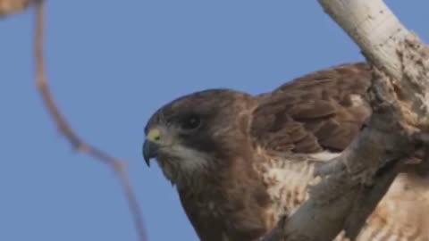 5 Facts About Red Tailed Hawk
