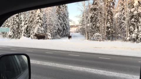 A Moose Family Was Trying To Cross the Street in Fairbanks, Alaska (1/2)