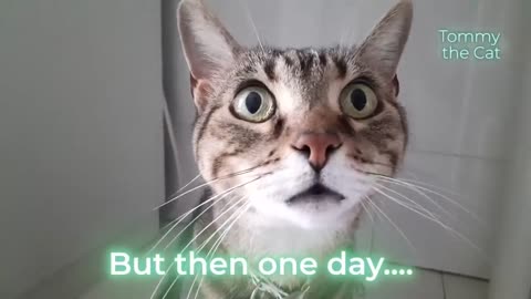Cat does not like being told ''no''