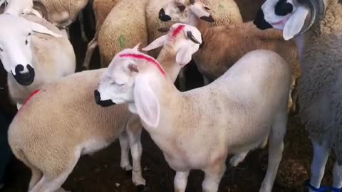 Sheep sheep sheep