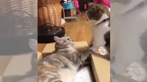 Bady Cats -Cute and Funny Cat Videos - Cat Cute Funny Videos