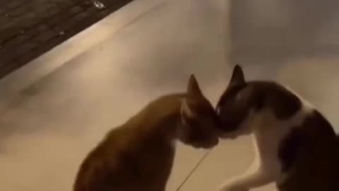 Fanny cat videos | kitty cat video | Cute cat videos | Viral Cat video |