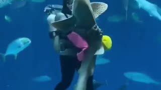 Romantic dance with a SHARK