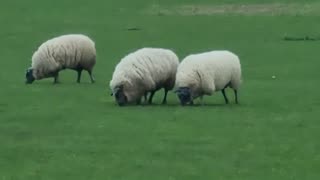 Three Nice Sheep On A Welsh Farm Field.