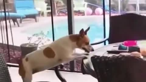 Cute dog is spinning in chair and cant stop