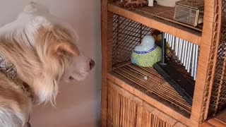 Clever Dog in Love With Her Wind Chime
