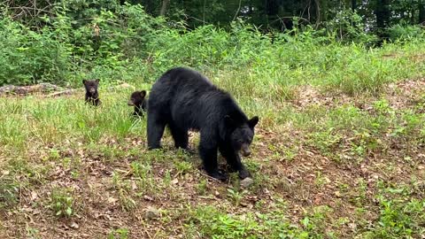 Bear Cubs Sprint Across Road Following Mama Bear