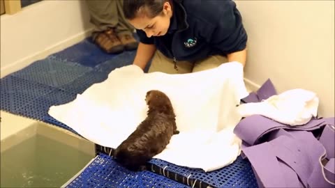 Otters Swimming & Holding Hands - CUTEST Compilation