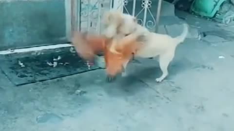 Funny dog and Chicken Video 2021