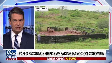 Colombia facing ‘hippo time bomb’ from Pablo Escobar’s cocaine hippos