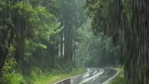 Road through the forest in the rain | Дорога сквозь лес под дождём