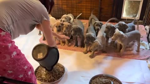 Seven Week Old Puppies, All trained Up.