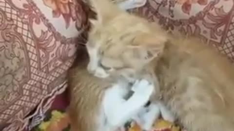 Cat tries to revive his dead friend 1