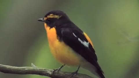 The beauty of this little bird and the melodious sound