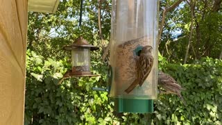 Little brown birds