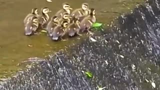 the mother and her cubs 🦆
