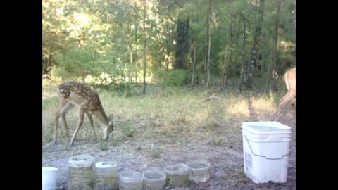 Southeast Texas Backyard Wildlife 122