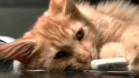 Beautiful Cat's Viral video 🐈