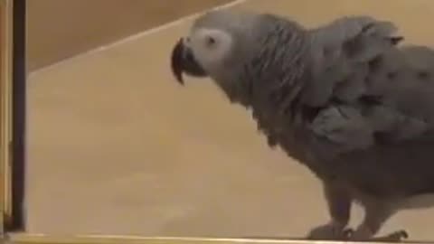 Thrill-seeking parrot slides down the shower door😍