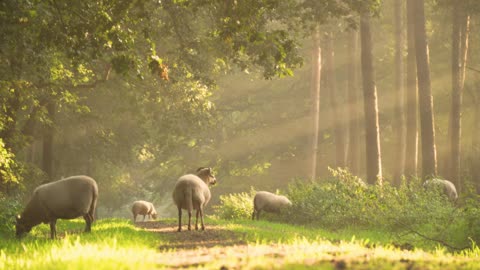 Sheep Resting and Relaxing As Couples