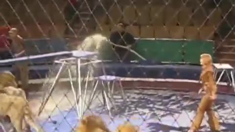 Terrifying Circus Lion Attack 😱🦁🔥🎪