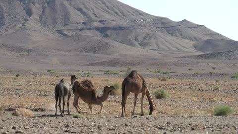 Camels In Sahara Desert | Camel In Desert Cinematic Background Video