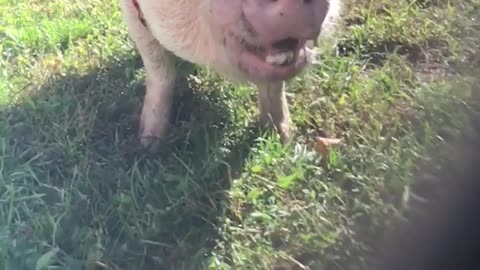 Happy pig slow mo