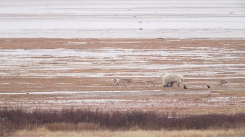 Pack of Wolves Try Taking on a Polar Bear