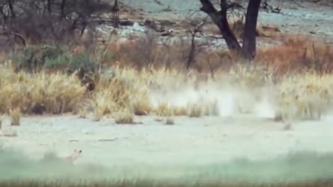 OMG!!! angry mother Impala takedown lion to save her baby. Lion vs rhino,Hippo, Impala