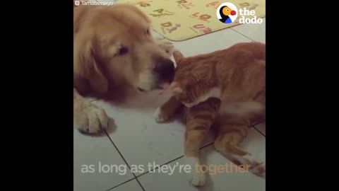 Dog Adopts Feral Kitten and Become BEST Friends | The Dodo