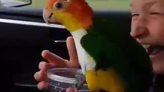 Parrot decides to take bath in kid's water cup