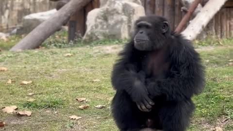 A chimpanzee playing cute