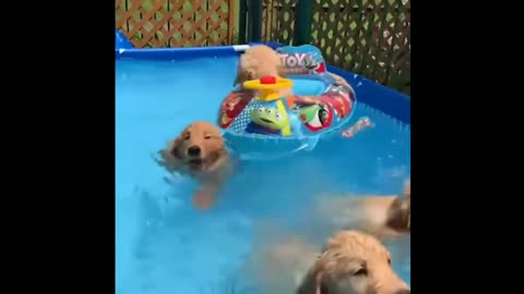 Golden retriever Funny animals video must watch😻🐼🐷🐨🦊🦡🦝🐈🐕