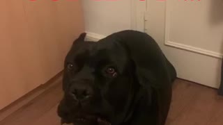 Cane Corso throws a tantrum