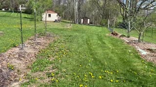 2023 Early Apple Blossoms