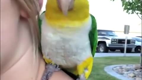 Funny Birds And Parrots