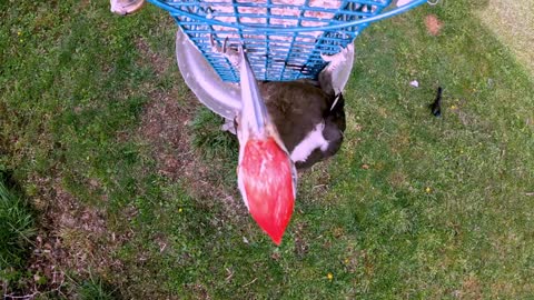 Gigantic woodpecker flies in for smooth landing at the feeder