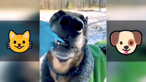 Funniest Cats And Dogs Videos 😂 - Part 4 😺| #funny #cat #dog #viral #animal