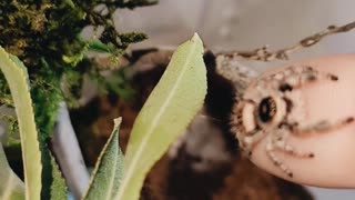 Bea the Jumping Spider Wants Some Attention from Mom