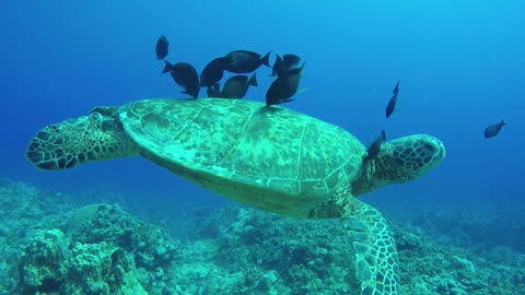 turtle friendship with fish